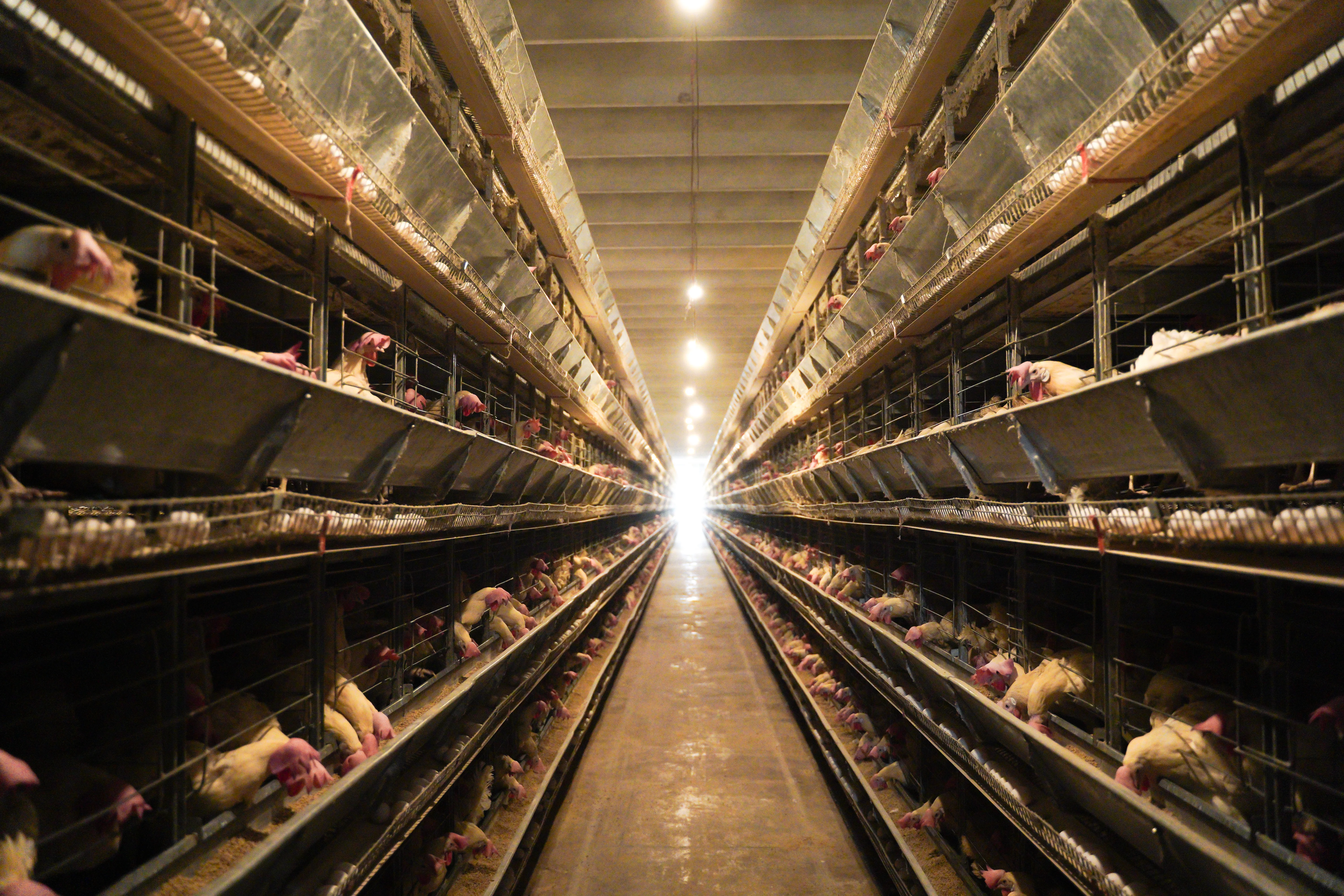Modern commercial poultry farm equipment